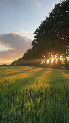 Following the path of light 🌾🙌🏻🌅 #fields #uk #nature #june #walks #naturevibes #relaxingvideos #relaxation #relaxingvibes 