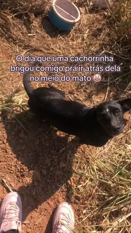 O dia que encontrei uma cachorrinha no meio do nada e ela brigou comigo pra ir atrás dela no meio do mato 🌾🤡🥰 #fy #fyp #foryou #foryoupage #explorar #viral #cachorro 