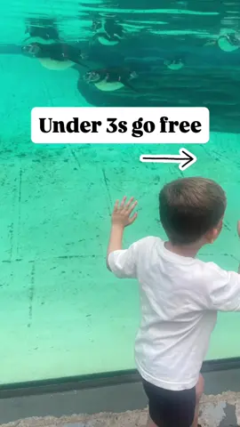 Under 3s go free ⬇️ Blackpool Zoo Northwest Museum of Road Transport (under 16 go free) Trentham monkey forest  British ironwork centre (free child ticket when purchasing an adult ticket) Dunham Massey (under 5s free) Williamson park mini zoo  Under 90cm go free ⬇️ Gulivers world Blue planet aquarium  If you know of any more free places for toddlers drop them in the comments below  #free #freedaysout #discount #toddlers #toddleractivities #northwest #daytrip #adventure #budget