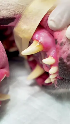 🐾 ¿Notas que tu peludito ya no quiere comer o tiene mal aliento? Podría estar sufriendo por encías inflamadas 🥺 No dejes pasar esos pequeños signos que pueden convertirse en grandes problemas. En Wawow realizamos profilaxis con amor, cuidado y la tecnología necesaria para que tu compañero peludo vuelva a sonreír sin dolor 🦷✨ ¡Agenda su cita hoy! 📲 962 278 888  Miraflores 📍Av. Del Ejército 185: emergencias 24 horas 📍Av. 28 de Julio 1274 ⏰ Lunes a sábado 8:30 am - 8:00 pm / Domingo 9:00 am a 6:00 pm #clinicaveterinaria #wawow #veterinaria #profilaxisdentalcanina #profilaxis #petlover #cuidadomascotas #doglover #catlover