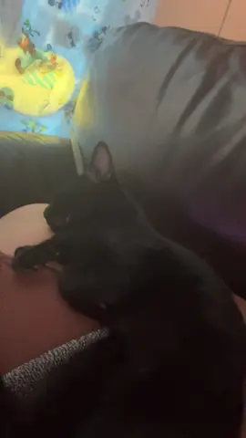 #Tatcha #cat #catsoftiktok #catmomlife #brissa 
