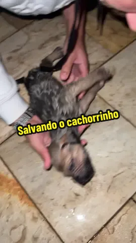 Um dos maiores apertos que passei… Graças a Deus o pior não aconteceu #fy #foryou #humor #animals #animal 