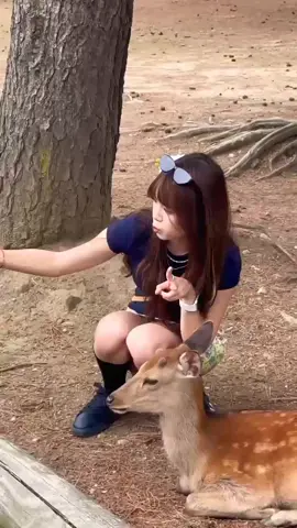 Smart Deer & Sun-Kissed Moments 🦌☀️ Nara Park Travel Diary #narapark​ #babydeer​ #japantravel​