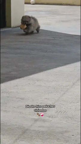 🐾🤍 #amor #pom #pomeranian #puppy #puppylove #parati #fyp 