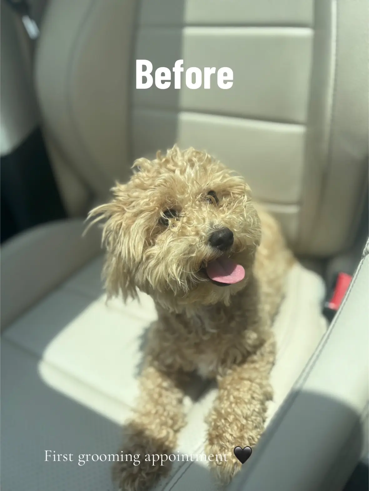 Paris did so good for her first appointment!!  #fyp #toypoodle #poodle #poodlesoftiktok 