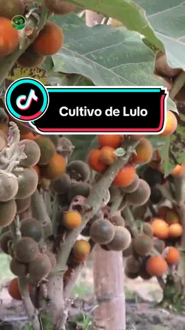 El cultivo de Lulo  #campovida #campo #vida #lulo #agronomia #campo #agricola #video 
