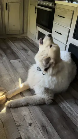 It’s the Great Pyrenees howl   