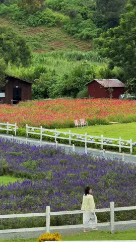 Về miền cỏ hoa tại @Thung Mơ garden cả một cánh đồng đầy hoa #dalat #đàlạt #chill #reviewdalat #dalatdreamer #thungmogarden #cafedepdalat 