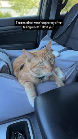 🥹 They understand everything #seventheorangecat #pupcup #catadventures #catlovers #cats #orangecat 