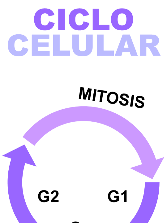 Ciclo celuar #celula #ciclocelular #biología #ciencia #cienciatok #interfase #adn #proteina #mitosis #citoplasma #profase #metafase
