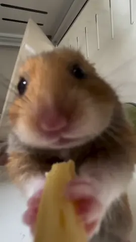 just eating #hamster #cutehamster #hamstersoftiktok #memecut #memestiktok #memesbr 