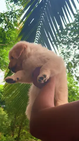 Teddy bayers lovers   Best opportunity for golden retriever lovers 😍🫶  Best quality puppy knk da heyuwe ✌️🫣 oyla wenuwenma mawapu golden petiyek 🥰❤️  #doggybrotherkennel #goldenretriever #goldenretrieverpuppy #cutepuppiessrilanka #viral #trending #trending #srilankan_tik_tok🇱🇰 #puppies #allbreeddog #foryou #onemillionaudition #surprisegift #lovelymoments #puppylife 
