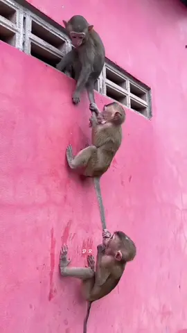 Beautiful animals #monkey #animals #nature #foryoupage #fyp 