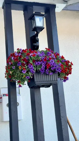 #maceta #maceta #flores #rosa #macetas #puerta #colgarsemaceta #barato #bueno #bonito #maceta #paralacasa #puerta #recomendado #bonito #excelente #calidad #buena #maravilloso #floresamarillas🌻 