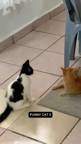 When you don’t let the cat do what it wants 😼 #funnycat #funnycats #funnycatvideos