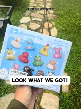 We got rubber duckies (from our generous supporter Celeste!) for the bobcats’ pools and Meemie LOVED them!  . . . #bobcats #wildcats #enrichmentforcats #catplaytime #catvideo #rubberducky #catplay 