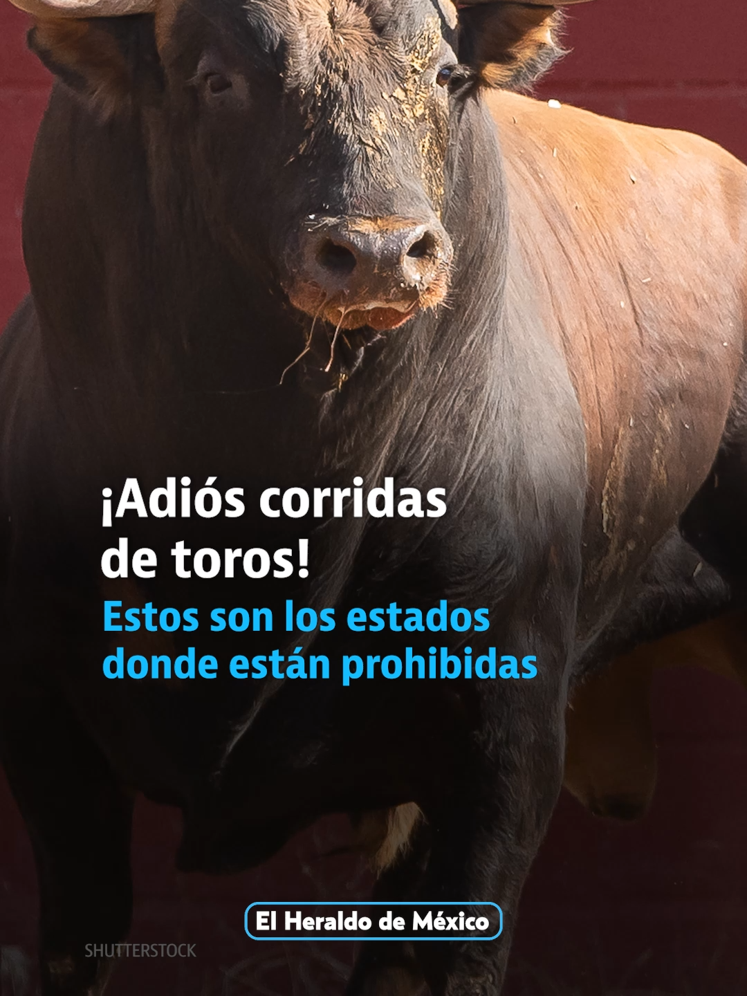 Estos son los #estados donde se prohibieron las #corridas de #toros