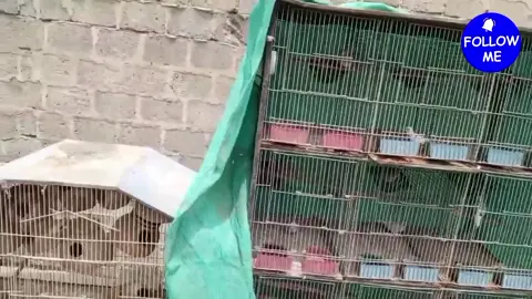 #foru #foryou #parrot #australianparrot #budgiesoftiktok #viralvideos #trendingnow #bird #birdwatching #birdlover #birdlovers @tiktok creators @TikTok Trends @free followers 99+ 