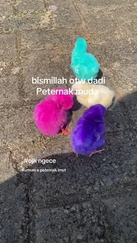 ngece doso😌#fyp #trending #fypシ゚viral #katakata #fyp #peternakmuda 