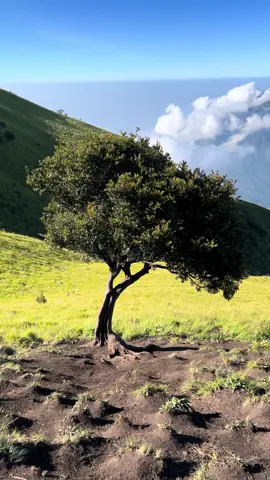 Di antara luasnya sabana gunung merbabu, ada satu yang beda… dan itu cukup. #fyp #pendakigunung #gunungmerbabu #pohonjomblo #alam 