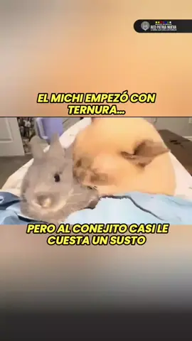 Cuando parece amor… pero en realidad era una traición anunciada 🐱🐰💔 Menos mal que la dueña estaba allí. #Traición  #giroinesperado  #TikTokViral #Michi  #redpatrianueva 