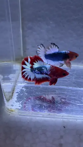 Bintang kecil⭐️ #bettafish #betta_lover #fyp #foryou #bettamulticolour #galaxybetta #bettakoi #cupanghiasindonesia #cupang #plakat #ikanhias #crowntailbetta #halfmoon #fccp #hmpk #skullivarbetta 