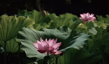 Phật ơi , kiếp này vui lắm nhưng vẫn… mong kiếp sau, con được làm một đóa sen thanh tịnh, không vướng bụi Trần, không vướng lòng ai. Chỉ yên lặng nở giữa hồ, nghe gió hát, Nghe lòng mình thôi #xuhuongtiktok #hoasen #hoa 