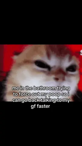 #cat #catsoftiktok #kitten #catmeme #sillycat #Relationship #couplecomedy #gf #girlfriend #ilovemygf #fyp 