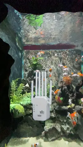 #xuhuongthinhhanh  @kichsongwifi6rau