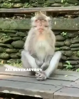 РОДНОЙЫҢА ЖІБЕР ТЕЗІРЕК МЕДИТАЦИЯ ЖАСАСЫН 🤣 #актуально #рек #рекомендации 