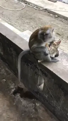 #monkey #cat #foryoupage #animals #viral 