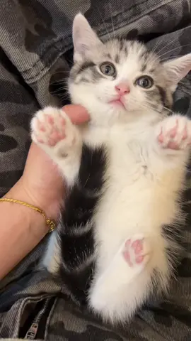 #cats 