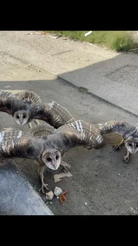 Duit nih🤑 #fyp #burunghantu #tytoalba #masukberandatiktok #anakan #burunghantu 