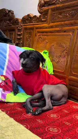 anh ăn cơm với cá thôi em #tiktok #trending #dog #pet #fypシ #foryou #mydog #mydog 