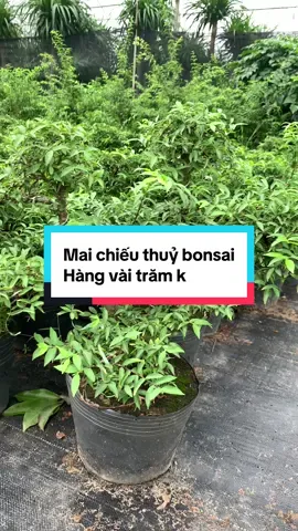 Mai chiếu thuỷ hàng bon sai giá chỉ vài trăm k #caycanh #cayphongthuy #caycanhhanoi86 #caybonsai #maichieuthuy 