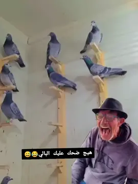 #Meme #MemeCut #CapCut #سباق_الحمام_الزاجل_حمام_الزاجل_عشاق_الزاجل_سباقات_الزاحل_العراق_تيم 