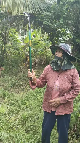 เคียวเหล็กแมงกานีสมี 2 ขนาด 40/60 cmน้ำหนักเบา#เคียวเกี่ยวหญ้า#เคียวเกี่ยวข้าว#มีดถากหญ้า#เขียวตัดกิ่งไม้ #เคียวเหล็ก #เคี่ยวแมงกานีส #เคียวญี่ปุ่น #เขียวตัดปาล์มคมๆ