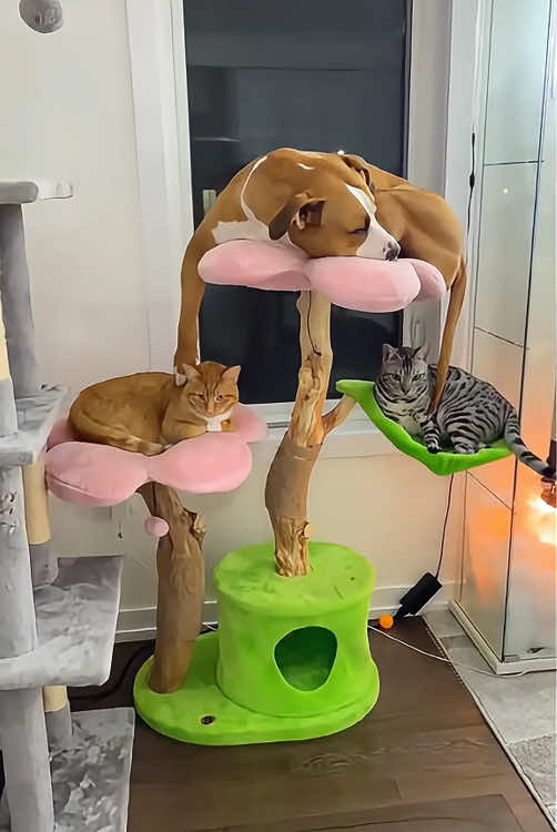 When your dog thinks hes a cat.#saintbernard #dog #cat #funnyvideos #dogsoftiktok #catsoftiktok #foryou #fyp 