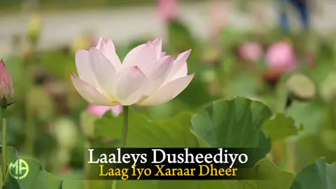 HIBA NUURA | laalays | hees bilaa music ah #foryourpage #somalitiktok #heesbilaamusic 