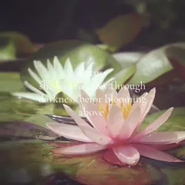 lotus is her fav flower🪷✨ #flowers #myflower #girls #aestheticvideos #aestetic #lotus #lotusflower #poetry #poetic #CapCut #foru #fy #beyourself #grow #beauty #goldenbrown 