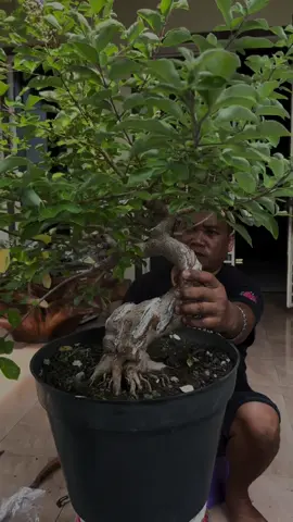 Pergantian media bahan bonsai legundi #CapCut #fypシ #dypdongggggggg #bonsai #bonsaipemalang 