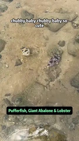 Found a Spiky Surprise Underwater! Twin Turbo Pufferfish, Giant Abalone & Lobster Fun Dive into the ultimate underwater treasure hunt as we uncover spiky puffers, a massive sea cucumber, a lobster hiding behind a rock, and a juicy abalone! With hilarious commentary and adorable close-ups, this is one seafood adventure you don't want to miss. From twin turbo boosts to hot pot dreams, this video is packed with laughs, surprises, and ocean delicacies. Perfect for animal lovers, seafood fans, and beach explorers! Watch till the end to see what gets cooked - and what pokes back! #fyp #nature #animals #sealife #seafood #seacreatures #seaanimals #oceanlife #marinelife #beachlife #fishinglife #pufferfish #lobster #seaurchin #seafoodlover #fishingtok #seacucumber 