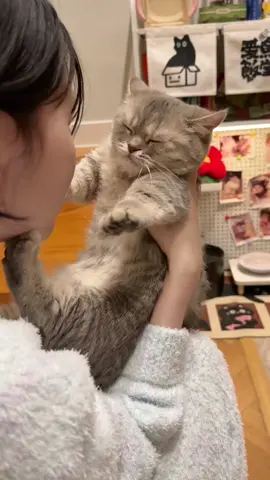 My cat hates me #cat #catsoftiktok #funnyvideos #fyp #pet 