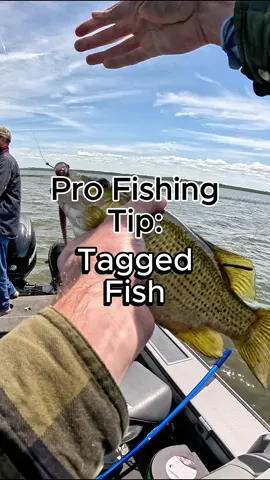 What to do if you catch a tagged fish #fishing #fishingtips #taggedfish #fishinghacks #angler