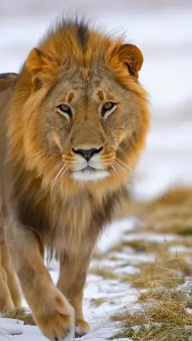 The king out of place, but never out of power. Fire in the frost — the crown doesn’t melt. #LionInTheSnow #SnowLion #WinterKing #BigCat #ApexPredator #WildLion #FrozenMajesty #NatureIsMetal #UntamedPower #SavannahBeastInSnow #WildAndFree #FYP #ForYou #BeastInTheBlizzard #LionPower #RoarThroughWinter #ColdCrown