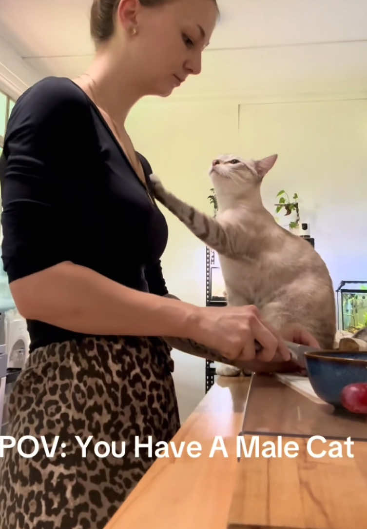 When you have a boy cat...😘😘😘#pet #cute #Love #cat #catsoftiktok #usa #foryou#usa #usa🇺🇸 