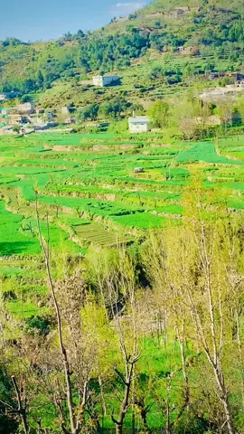 @Momand 804 @👌❤️mehib khan❤️👌 @Tariq shah #❤️❤️❤️❤️❤️❤️❤️❤️#faryou_tiktok_viral_video_faryour_page #dirojay✌️💯 