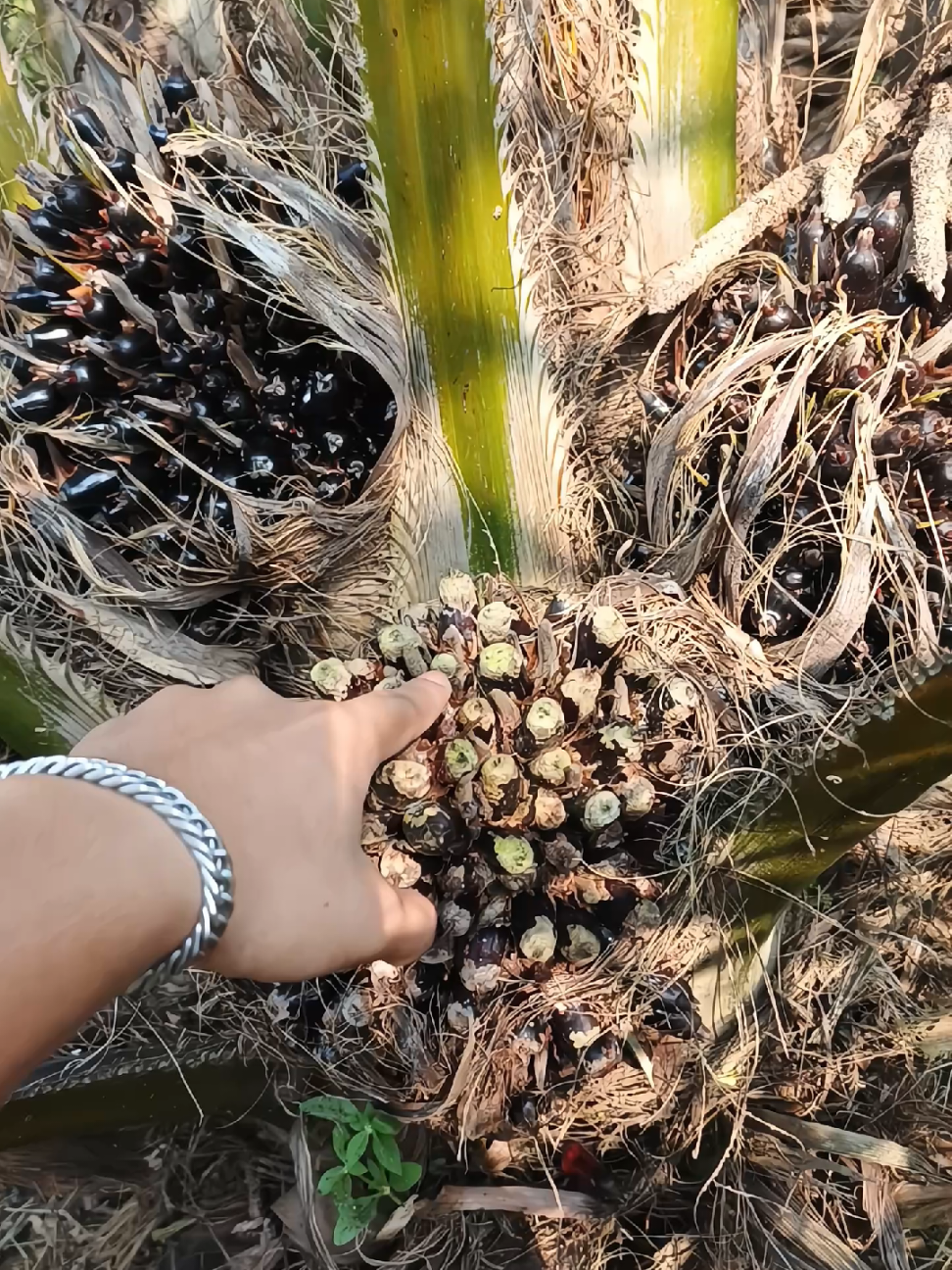 cara mengatasi Buah sawit yang sudah Terkena Busuk Buah Atau Kamu Marasmius palmivorus #petanimilenial #hamasawit #petanisawitindonesia🇮🇩 #petanisawit #petanimuda 