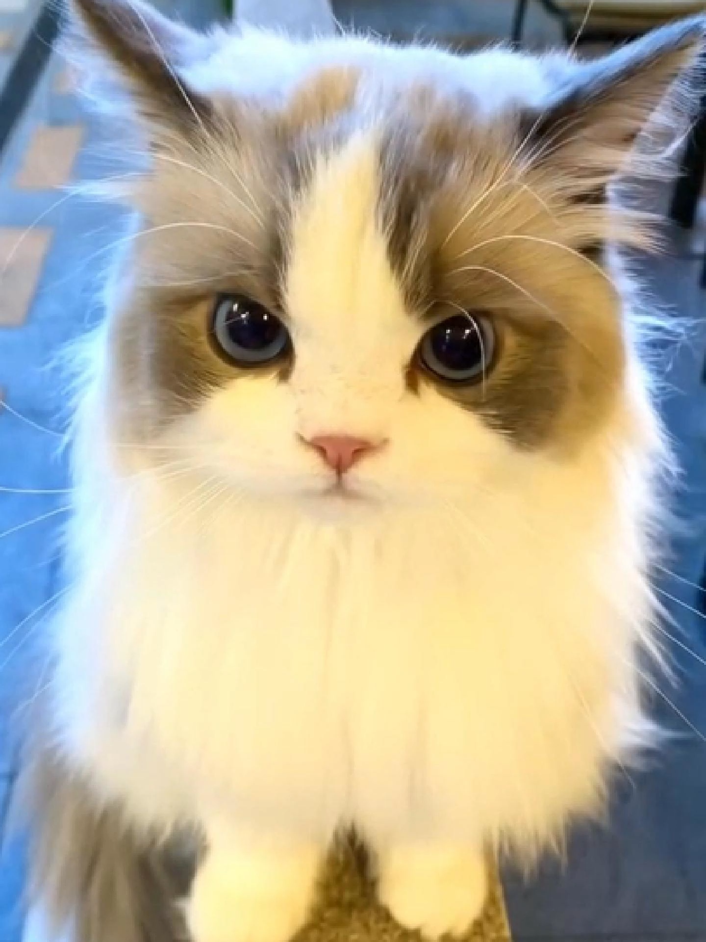 #cat #catsoftiktok #고양이 #pet #fyp #猫