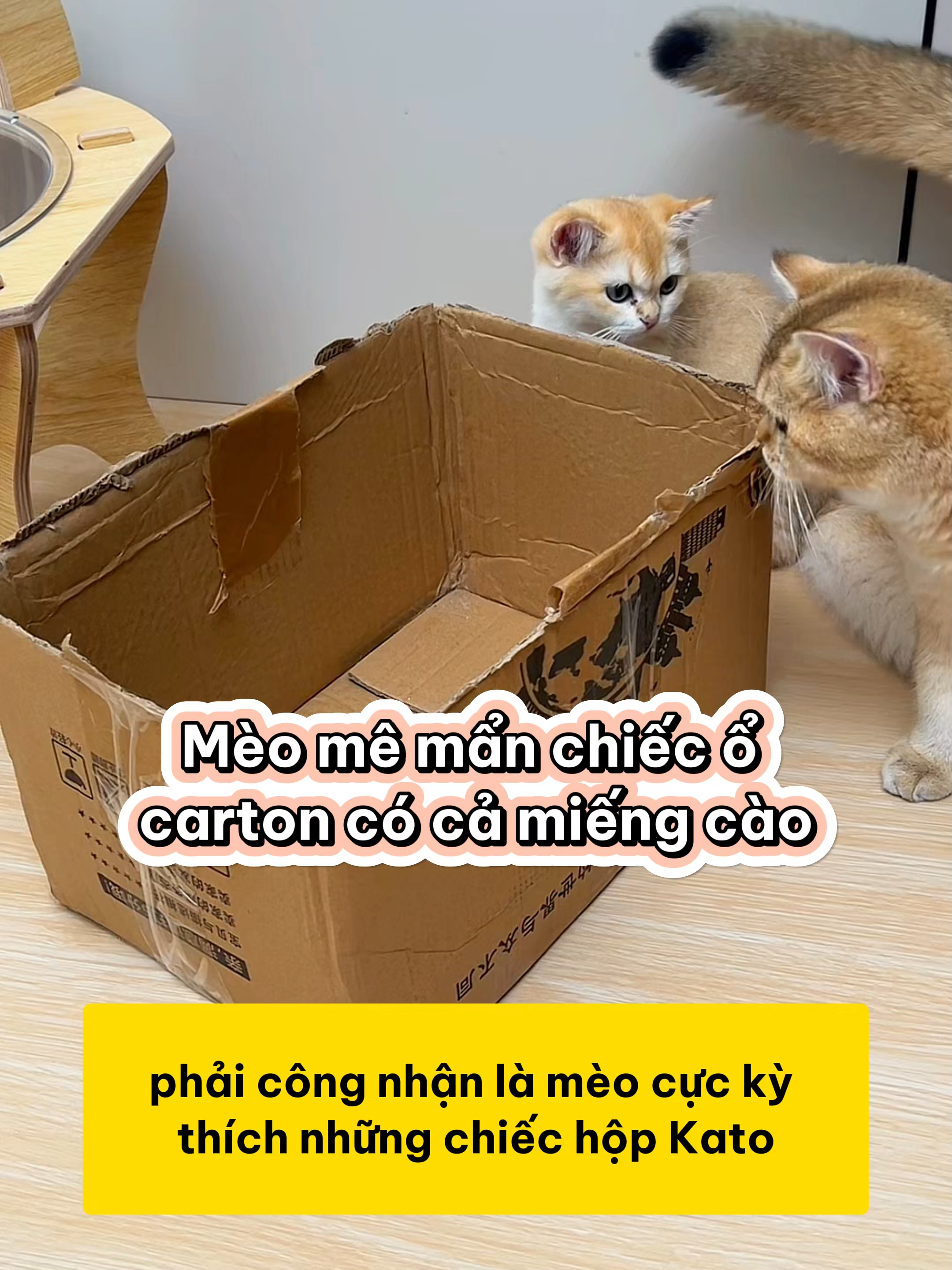 Ổ giấy giá rẻ mà “xịn sò”, boss leo lên không lo sập #shopthucung #fyp #pet #cat #dog #cute